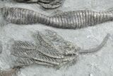 Fossil Crinoid Plate (Two Species) - Crawfordsville, Indiana #358063-3